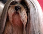 Lhasa Apso. Dicas, características e cuidados.