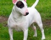 Bull Terrier