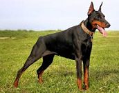 Dobermann. Um excelente cão de guarda.