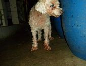 Doação de cachorro adulto macho com pelo médio e de porte médio em Rio De Janeiro/RJ - 29/04/2013 - 10357