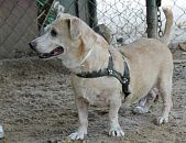 Doação de cachorro adulto macho com pelo médio e de porte pequeno em Rio De Janeiro/RJ - 29/04/2013 - 10343