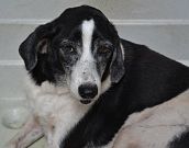 Doação de cachorro adulto macho com pelo médio e de porte médio em Rio De Janeiro/RJ - 29/04/2013 - 10359