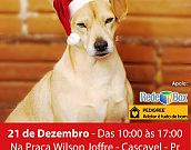 Feira de doação de cães e gatos em Cascavel/PR