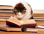 Dica de leitura: Livros sobre gatos