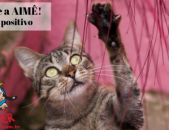 Doação de gato adulto fêmea com pelo curto e de porte médio em Contagem/MG - 28/07/2018 - 29273