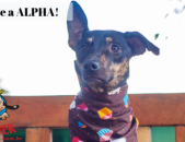 Doação de cachorro adulto fêmea com pelo curto e de porte médio em Contagem/MG - 06/07/2018 - 29143