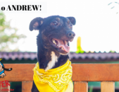 Doação de cachorro adulto macho com pelo curto e de porte médio em Contagem/MG - 06/07/2018 - 29142