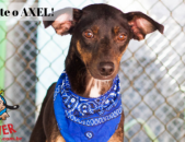 Doação de cachorro adulto macho com pelo curto e de porte médio em Contagem/MG - 06/07/2018 - 29141