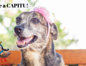 Doação de cachorro adulto fêmea com pelo curto e de porte médio em Contagem/MG - 06/07/2018 - 29151