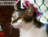 Doação de gato adulto fêmea com pelo curto e de porte médio em Contagem/MG - 14/12/2014 - 16136