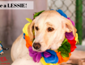 Doação de cachorro adulto fêmea com pelo curto e de porte médio em Contagem/MG - 11/06/2019 - 30682