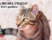Doação de gato adulto macho com pelo curto e de porte médio em Contagem/MG - 26/09/2018 - 29517