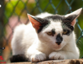 Doação de gato adulto macho com pelo curto e de porte médio em Contagem/MG - 09/02/2019 - 30363
