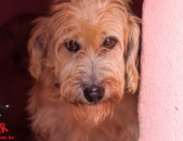 Doação de cachorro adulto macho com pelo médio e de porte grande em Contagem/MG - 13/01/2014 - 12065