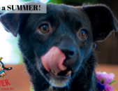 Doação de cachorro adulto fêmea com pelo curto e de porte médio em Contagem/MG - 26/06/2019 - 30694