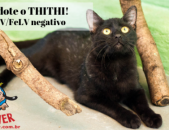 Doação de gato adulto macho com pelo curto e de porte médio em Contagem/MG - 08/06/2019 - 30678