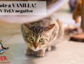 Doação de gato adulto fêmea com pelo curto e de porte médio em Contagem/MG - 15/06/2019 - 30687