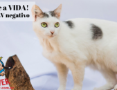 Doação de gato adulto fêmea com pelo curto e de porte pequeno em Contagem/MG - 06/07/2018 - 29124