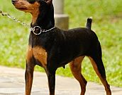 Pinscher Miniatura