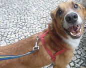 Doação de cachorro adulto macho com pelo médio e de porte médio em Rio De Janeiro/RJ - 29/04/2013 - 10368