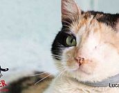 Doação de gato adulto fêmea com pelo curto e de porte médio em Contagem/MG - 06/07/2018 - 29123