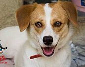 Doação de cachorro adulto fêmea com pelo curto e de porte médio em Contagem/MG - 22/07/2014 - 14601