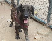 Doação de cachorro adulto macho com pelo médio e de porte médio em Rio De Janeiro/RJ - 29/04/2013 - 10375