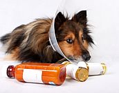 Dicas para conseguir dar medicamento para seu cão