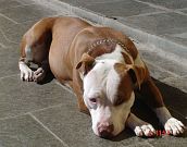 Pit Bull. Forte, bonito, corajoso e leal.