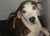 Doação de cachorro adulto macho com pelo médio e de porte médio em Rio De Janeiro/RJ - 29/04/2013 - 10345
