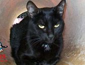 Doação de gato adulto fêmea com pelo curto e de porte médio em Contagem/MG - 19/03/2014 - 13005