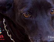 Doação de cachorro adulto fêmea com pelo curto e de porte médio em Contagem/MG - 20/09/2013 - 11013