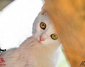 Doação de gato adulto fêmea com pelo curto e de porte médio em Contagem/MG - 10/01/2015 - 16342