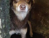 Doação de cachorro adulto macho com pelo médio e de porte médio em Rio De Janeiro/RJ - 29/04/2013 - 10348