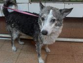 Doação de cachorro adulto macho com pelo longo e de porte médio em Rio De Janeiro/RJ - 29/04/2013 - 10349
