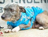 Doação de cachorro adulto fêmea com pelo curto e de porte médio em Contagem/MG - 17/07/2018 - 29216