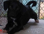 Doação de cachorro adulto macho com pelo curto e de porte médio em Contagem/MG - 14/02/2015 - 16721