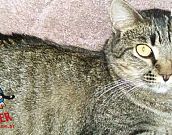 Doação de gato adulto fêmea com pelo curto e de porte médio em Contagem/MG - 28/04/2014 - 13580