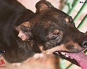 Doação de cachorro adulto macho com pelo curto e de porte médio em Contagem/MG - 26/02/2015 - 16815